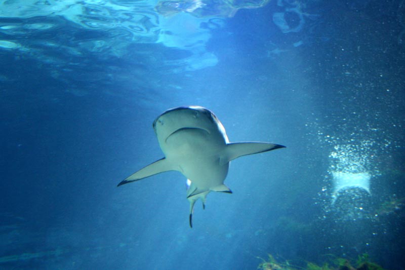 Killikus® Fotographie Killikus® Fotographie